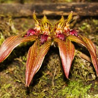 <i>Bulbophyllum wightii</i>  Rchb.f.